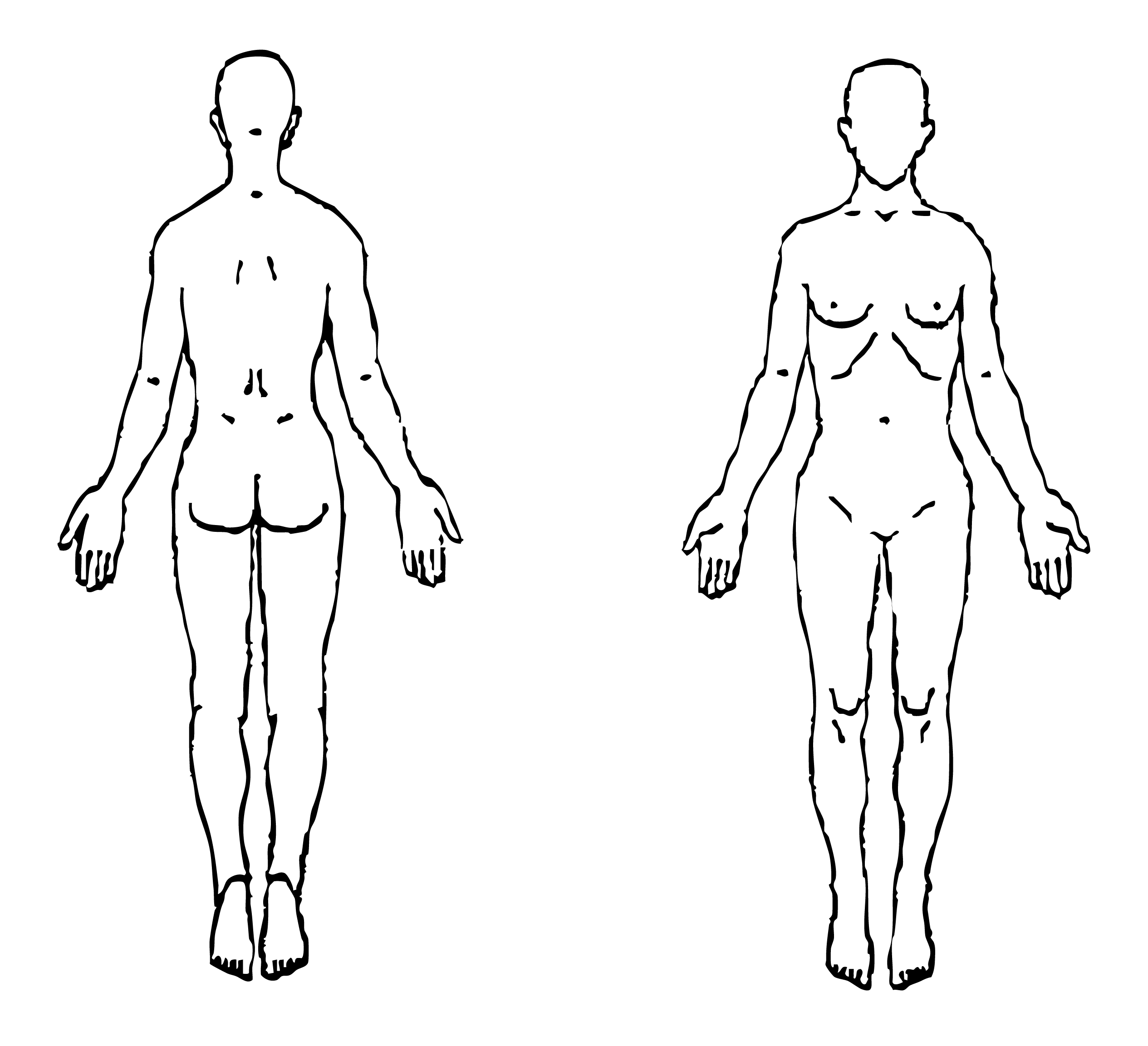 Anatomical diagram